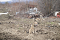 Полу дикие собаки