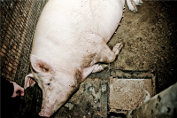 И ей придёт конец