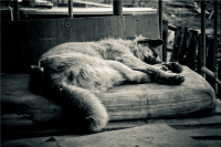 Полуденная дрёма