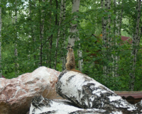 где-то там...