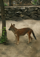 красный волк