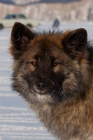 Собака - улыбака )