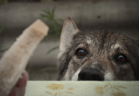 Моя душа беззвучно слезы льет...