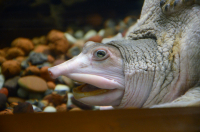 Какая прелесть ^^