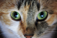 Я ВСЕ ВИЖУ!!!