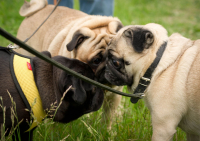 ну что решаем?