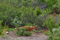 удачная охота