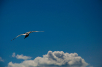 Полёт нормальный.