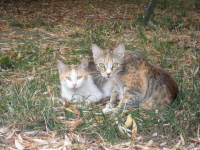 кубанская дичь )