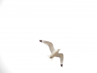 на фоне неба