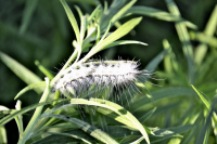 Лохматая гусеница