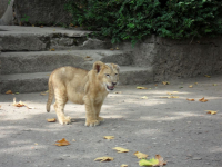 львяшка Глашка