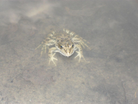 отважная модель )