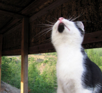 Я смогу летать!