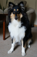 Аристократ собачий - колли