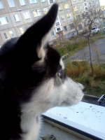 """Смотритель Двора"""