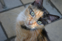 попрошайка