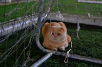 мы болеем за футбол..)