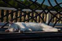 Полуденный сон