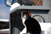 зимняя кыся