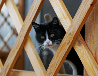 и снова кошка