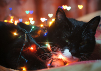 Новогодний Котэ