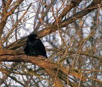 Старый ворон