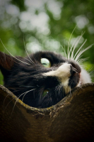 Кошачья Грусть