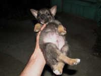 Я кавайный пуська!