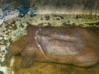 столетняя черепаха