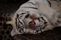 белая и пушистая...