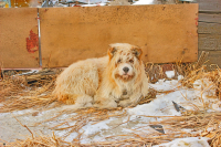 Что можно прочитать во взгляде этом...?