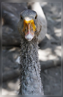 Семки есть?