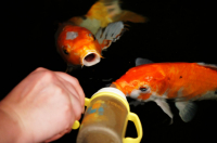 и меня покорми))