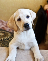 Хозяин, я вся во внимании! :)