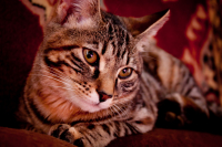 Моя живность