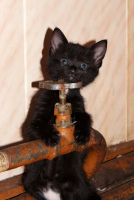 Маленький сантехник