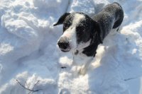 Снежный пёс