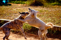 загрызууу)))