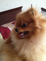 Леолюнь Искорка Любви