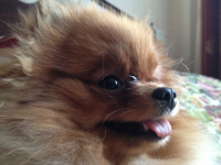 Леолюнь Искорка Любви