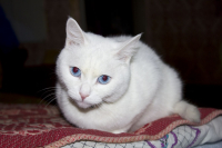 эти глаза...