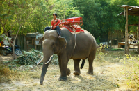 пятая нога)))