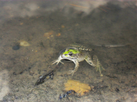 frog