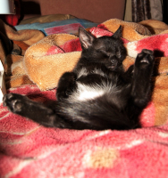 Сытый живот+мягкий диван=довольный спящий КОТ