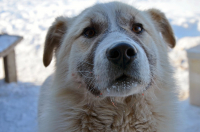 Жил был пёс....