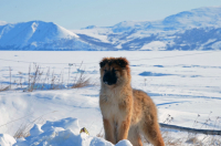 Собака природолюбака и консерваразгрызака
