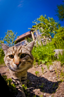 Привет, Алиса!