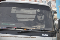 Хозяин тайги