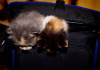 Набор Фотографа